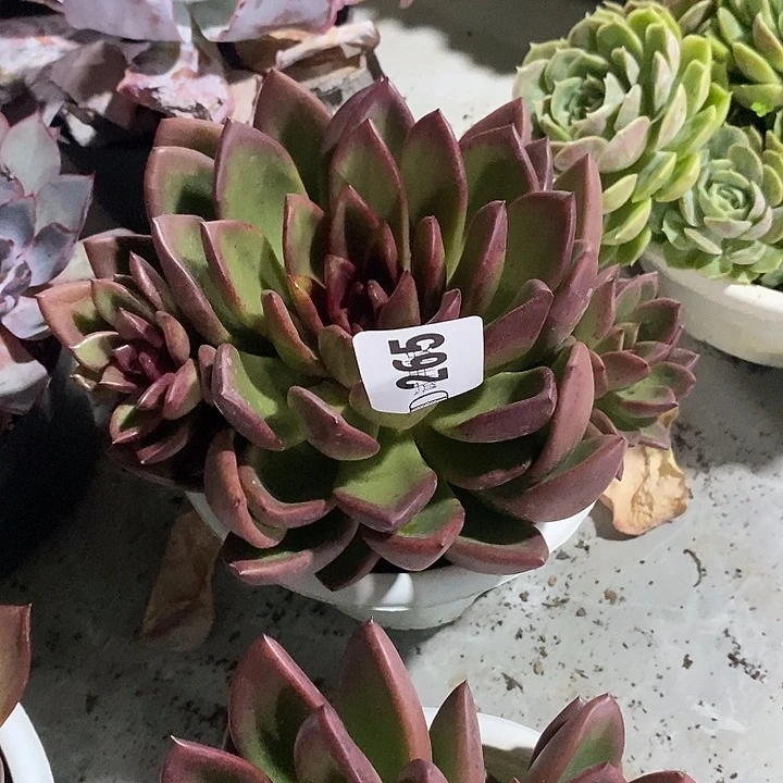 心***情265丰沛玫瑰多肉植物