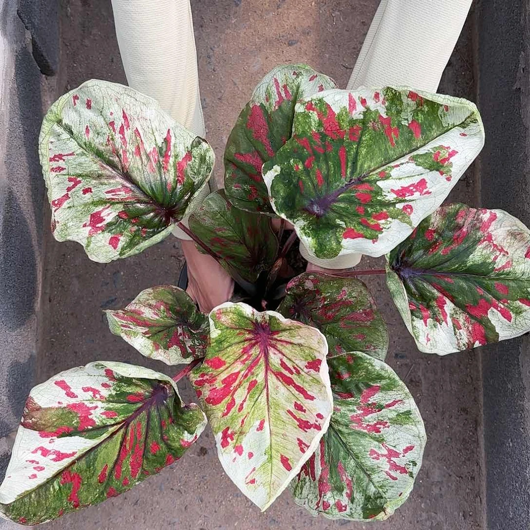 393-0117彩叶芋泰国发货