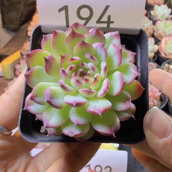194.qqqwwwwwwwwww