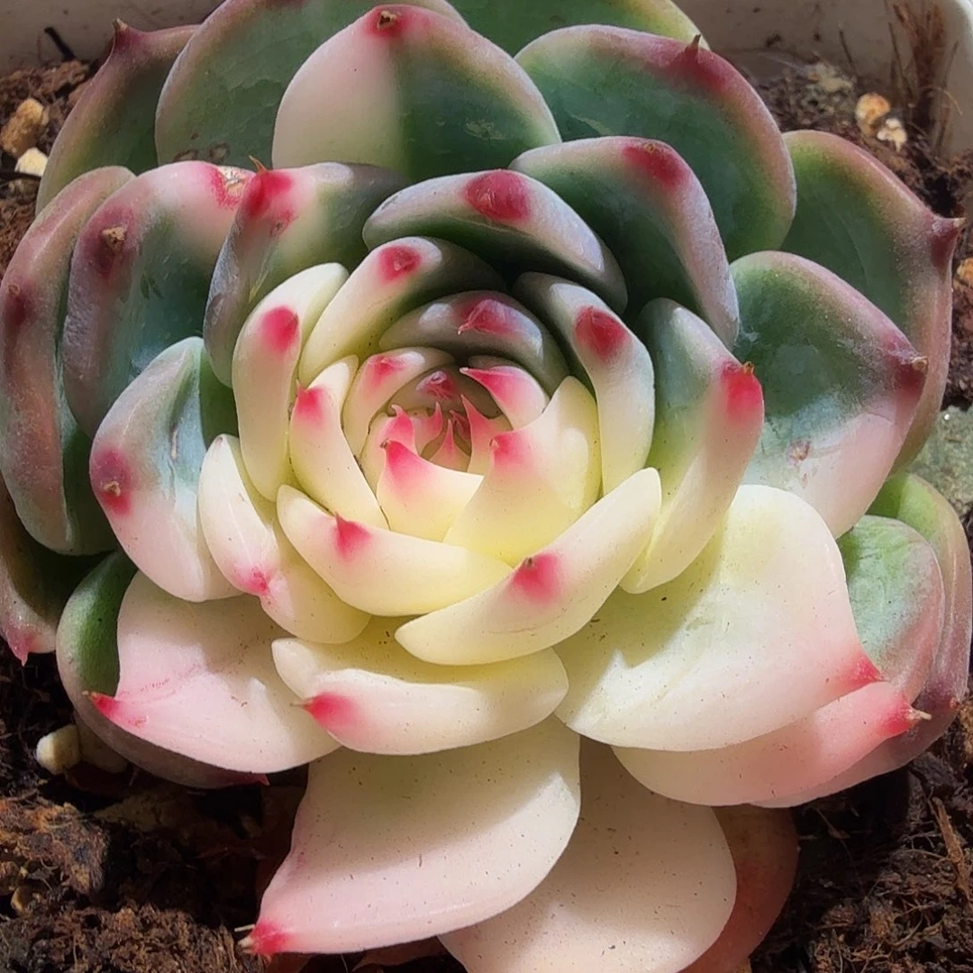 吉娃娃锦，多肉植物