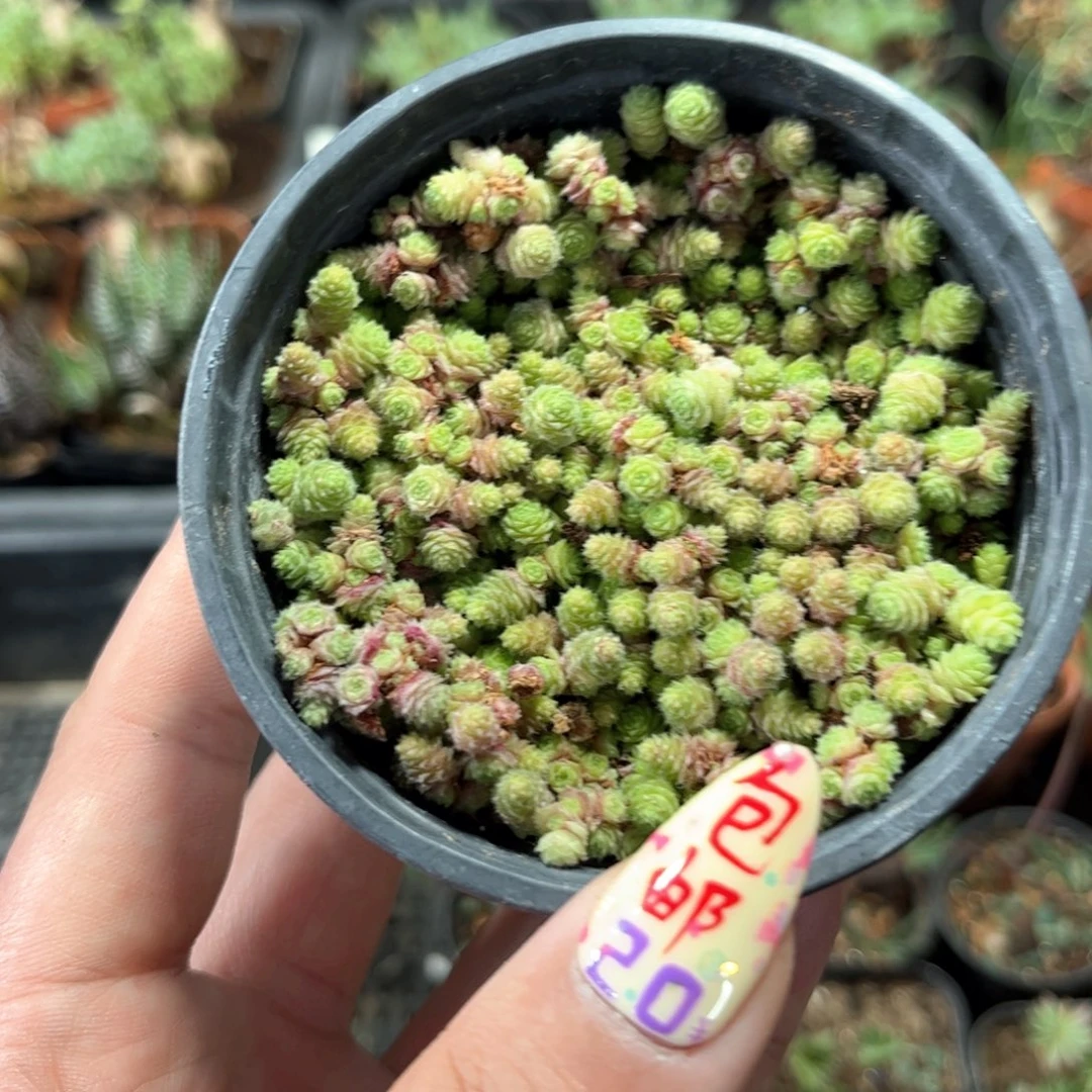 佛地魔单头发货有根发货