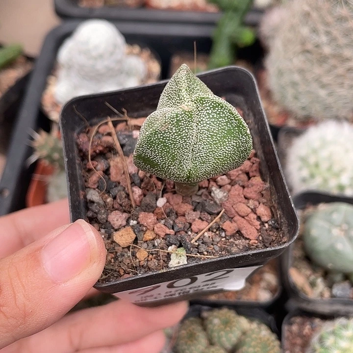 902白三角仙人球植物