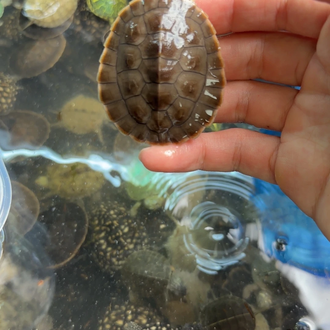 母绿毛龟888888887