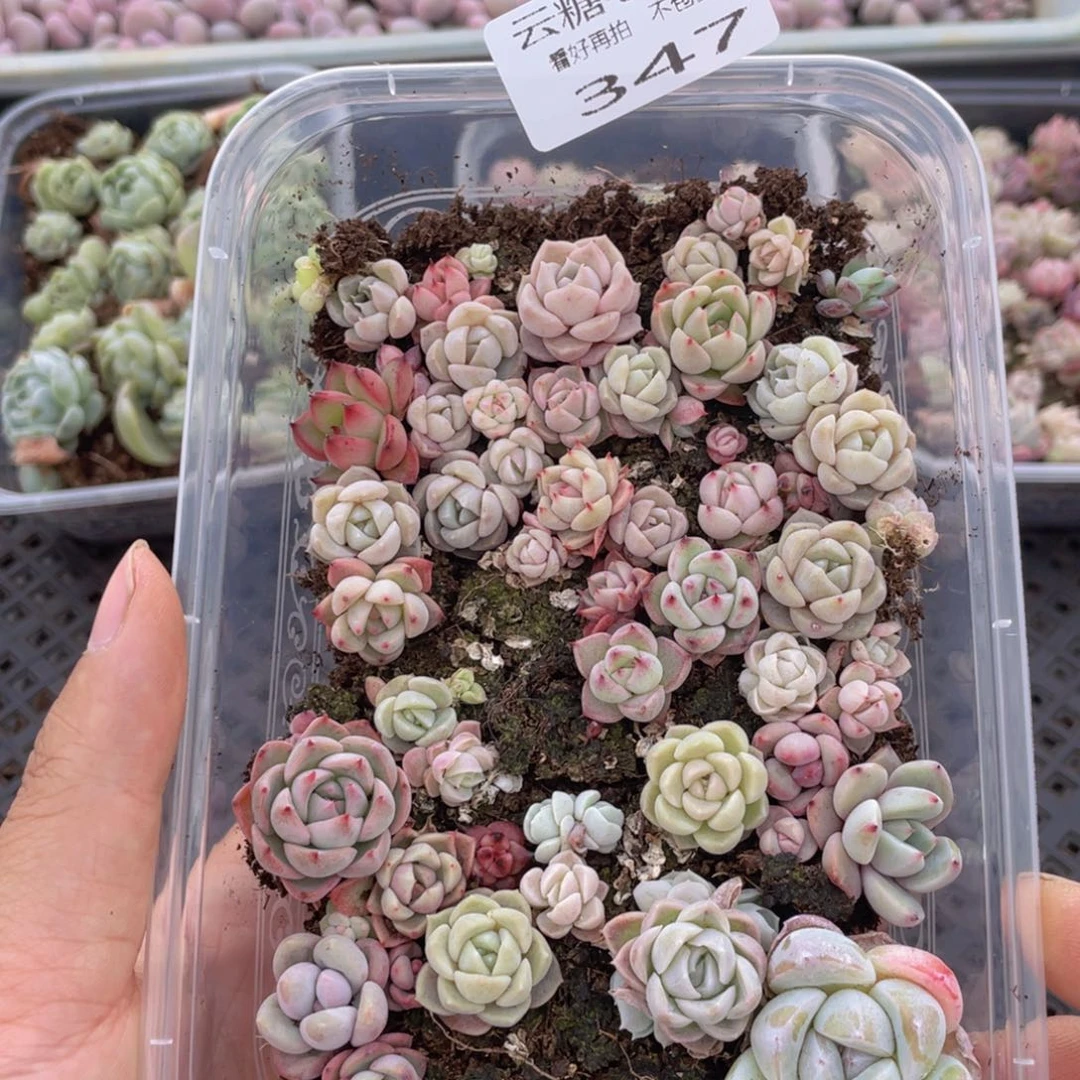 云糖心多肉植物347