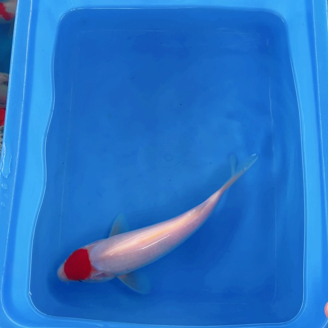 海水11112588888888888