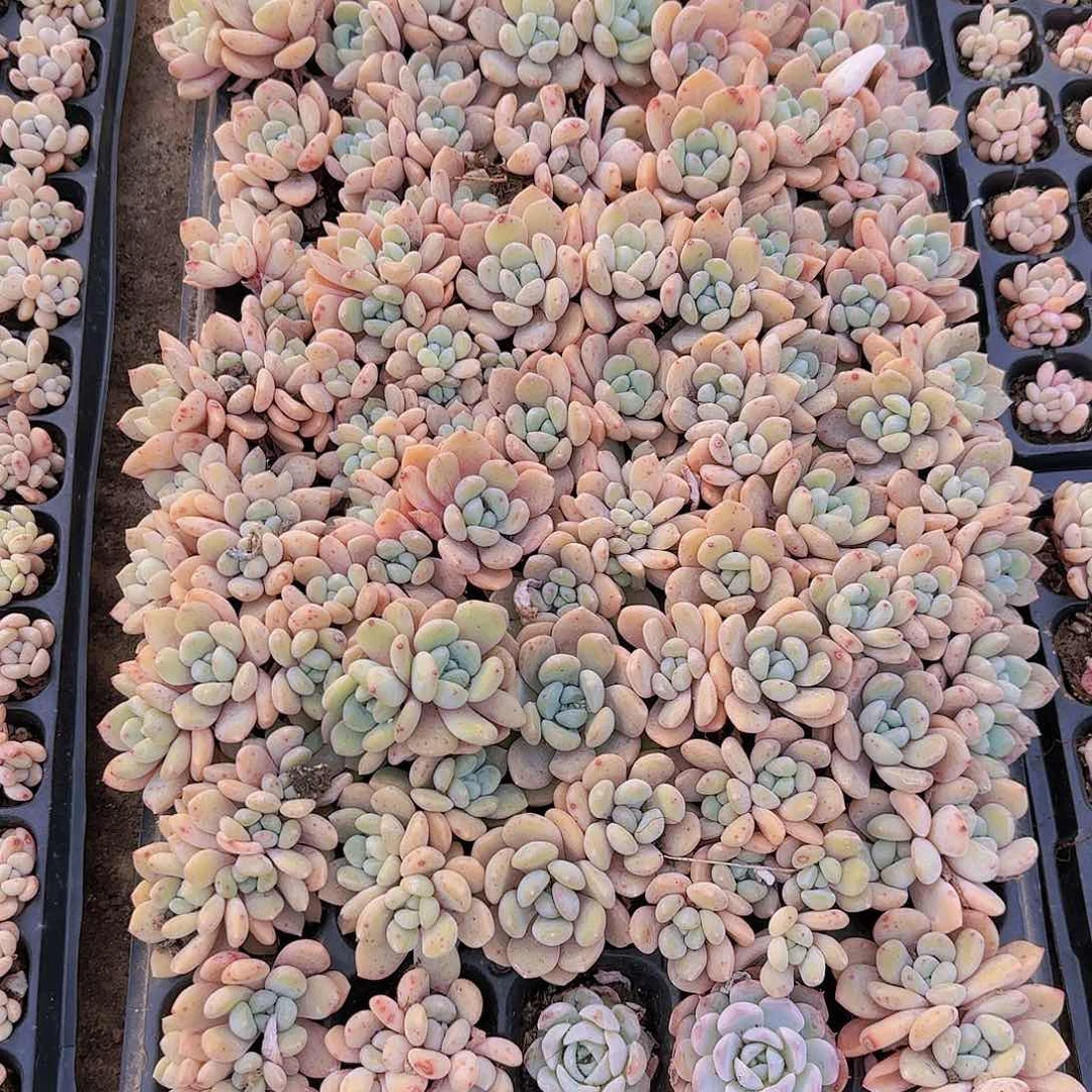 直播一物一拍多肉124