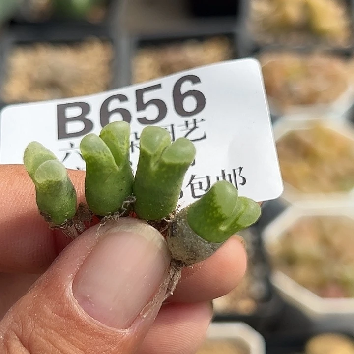 无花朵656号特价风铃4个