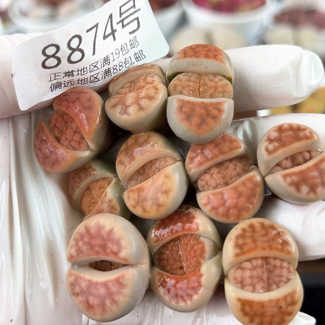 好养易活生石花大母本8874