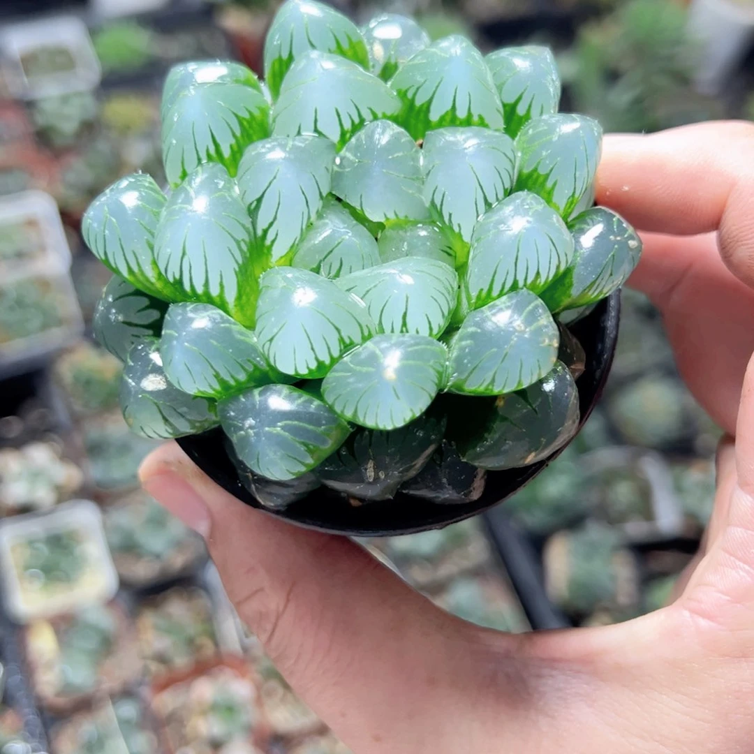 小*3628多肉植物一颗