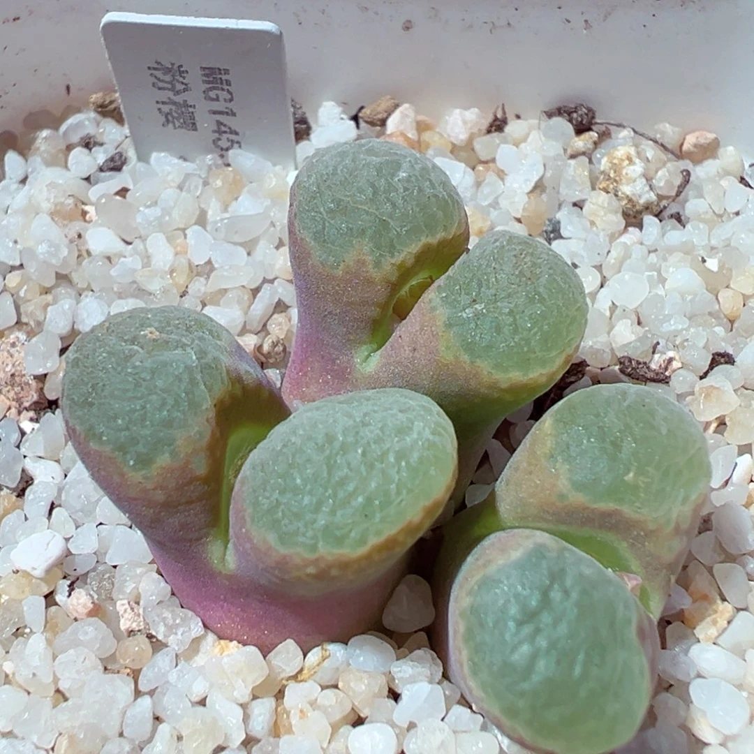 1218-739多肉多肉粉樱1453.9