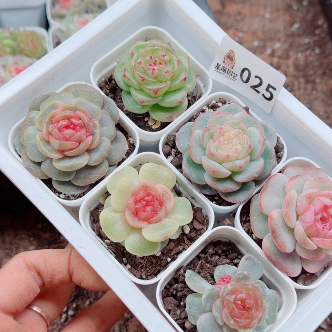 嘉***多肉植物多肉植物