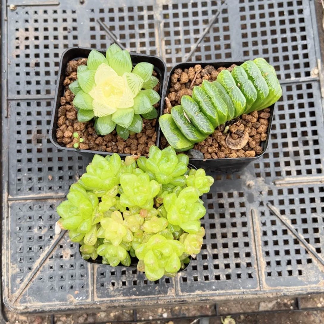 雪莲➕玉扇➕草水晶