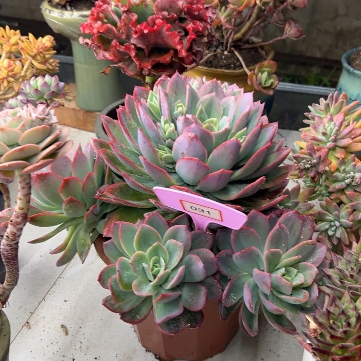 你**庄绮罗多肉植物031