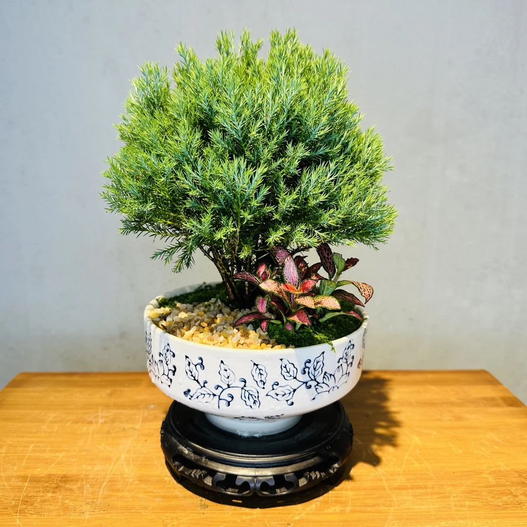 雾松+棒棒糖造型+青花瓷碗盆+接水盘