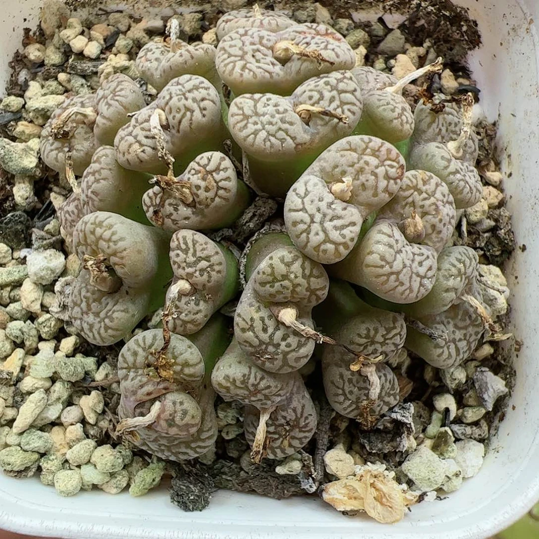 【闪购商品】163 新年福利