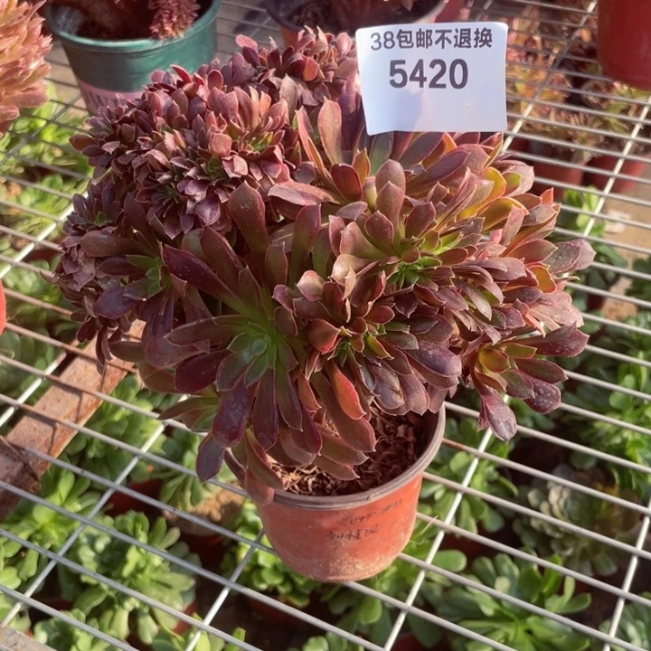 5420，娜迦缀朵朵不包邮