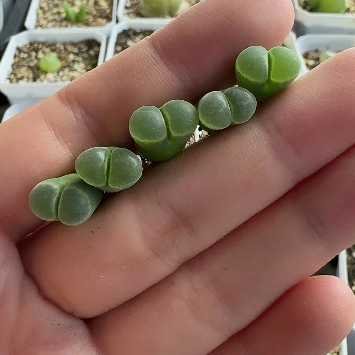 老马生石花极窗风铃1608