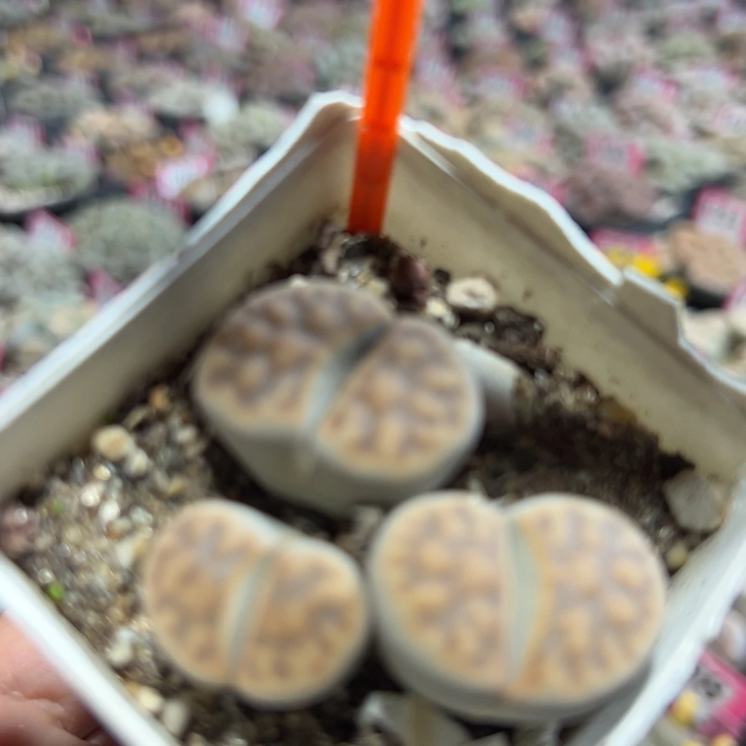 934 一物一拍，默认有伤，介意勿拍，不退不换