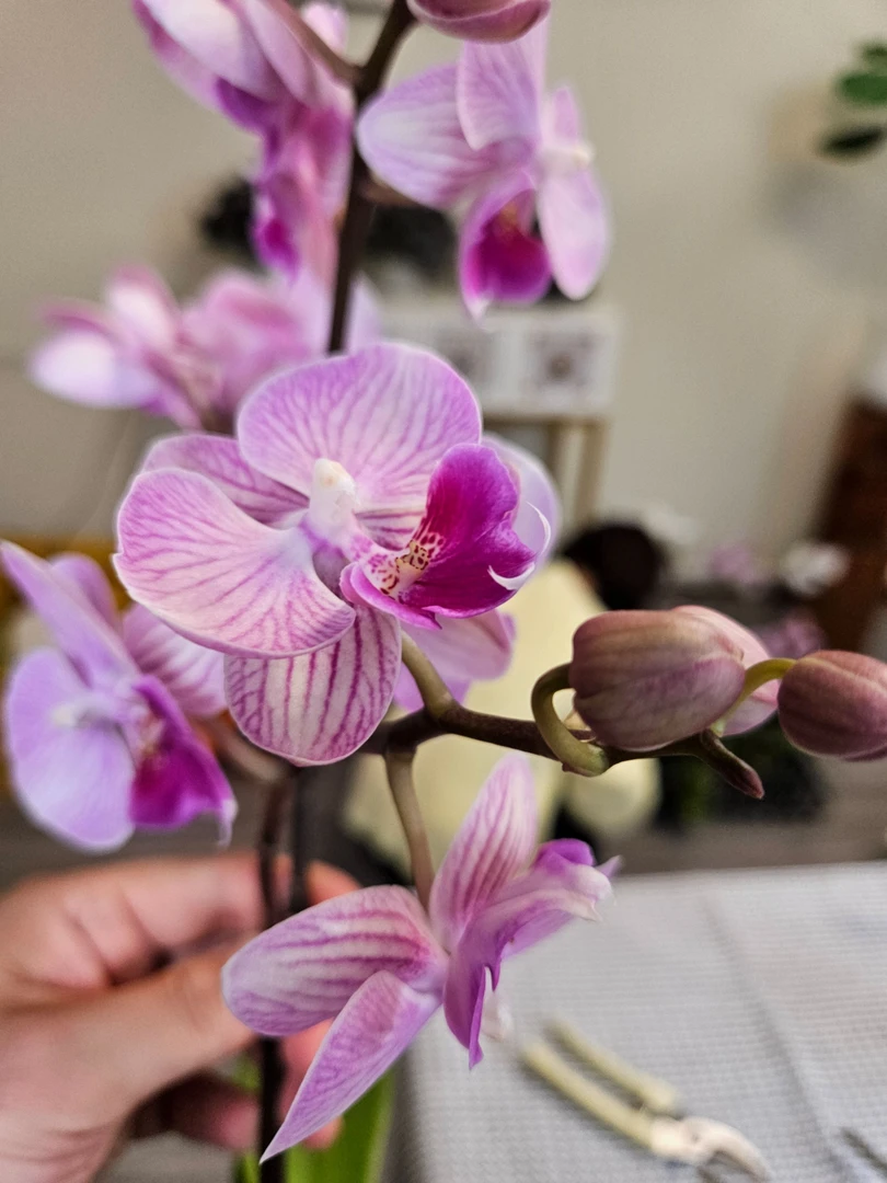 红玫瑰蝴蝶兰绿植鲜花新鲜采摘基地直发好养