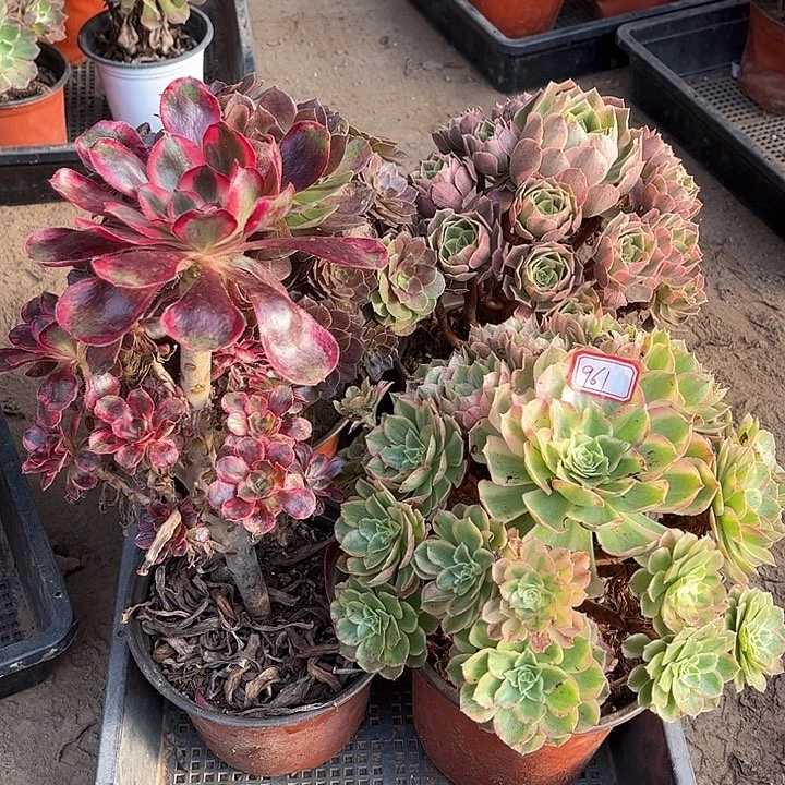 平***康961多肉植物组合，
