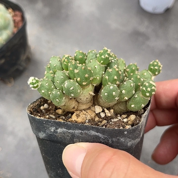 无花朵罗西安娜一物一拍