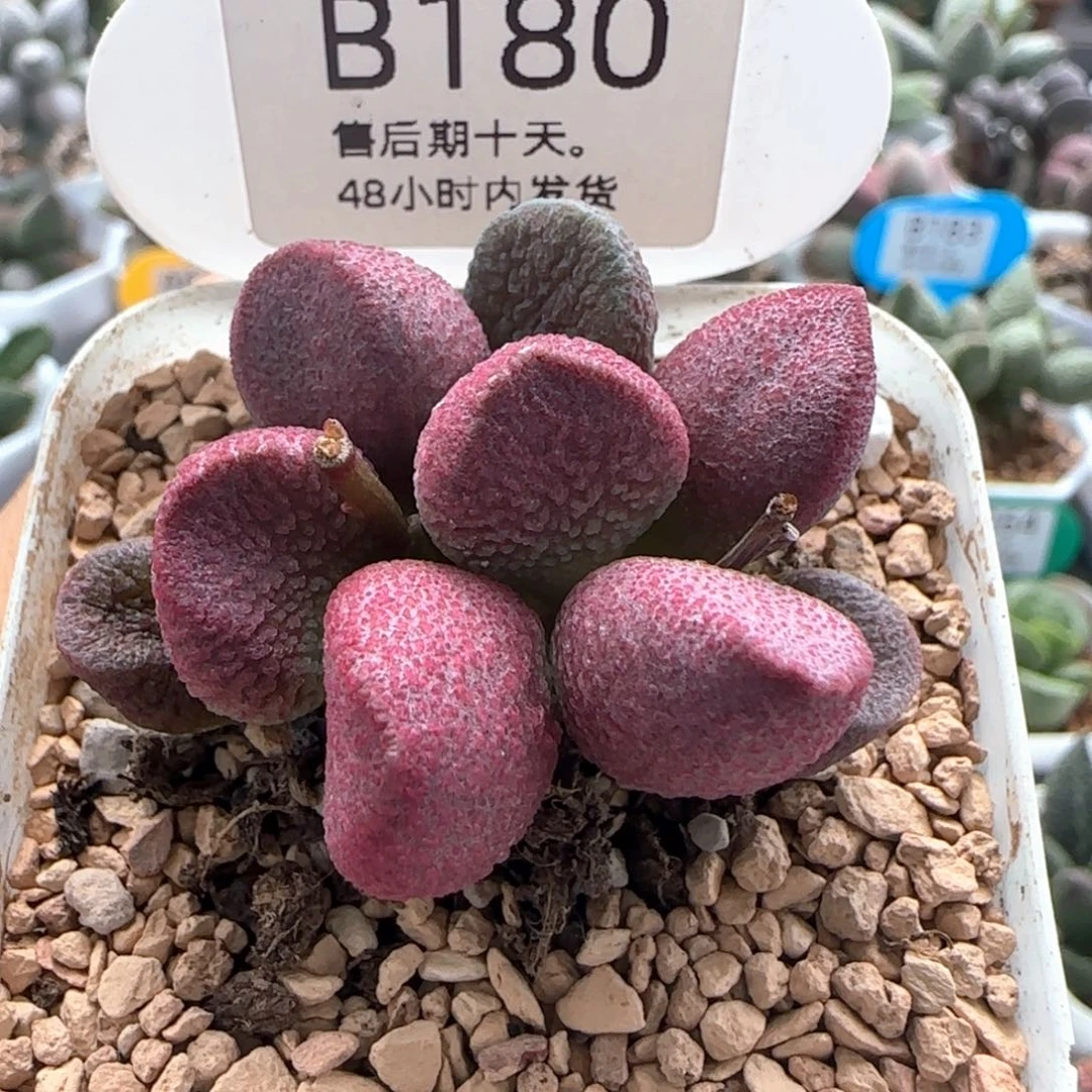 夏娃。    180。