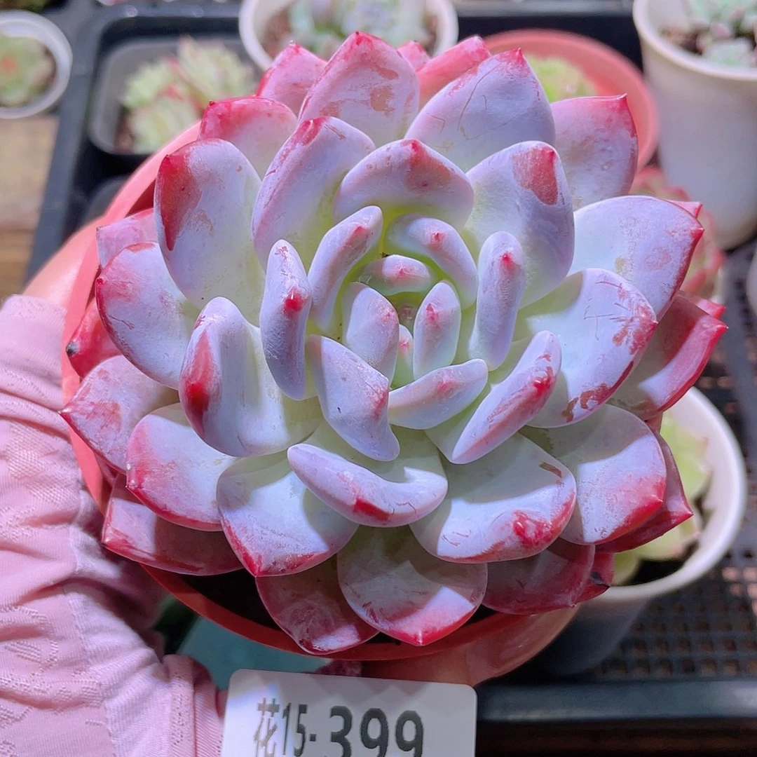 花利美15-399橙梦露