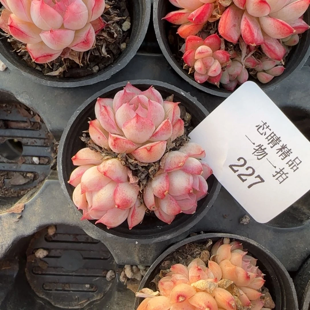 闪购精品多肉227号