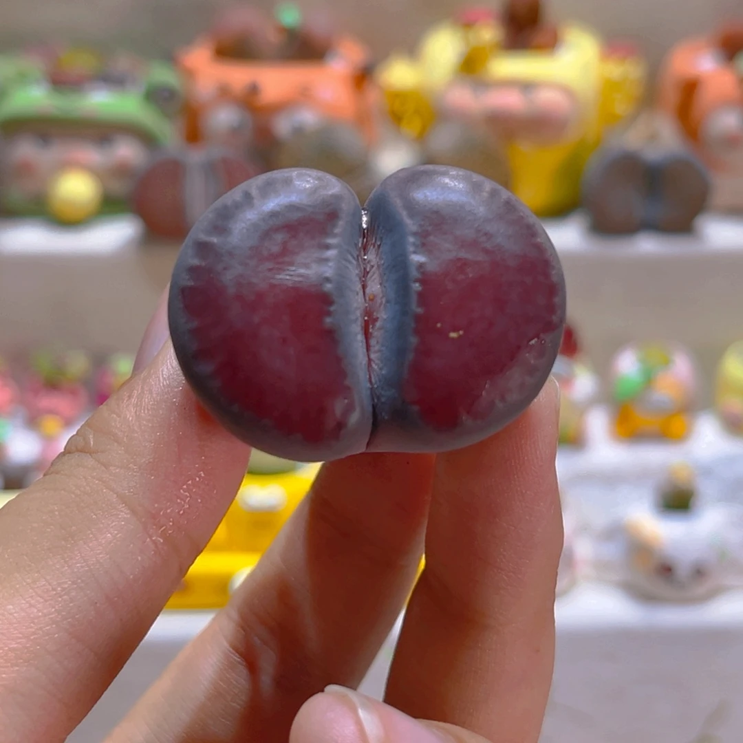 052紫菊4厘米高端多肉