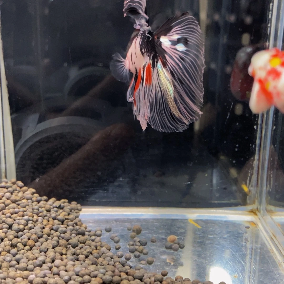 黑***巴斗鱼391巨斗11111