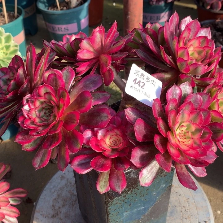 442白月光多肉植物