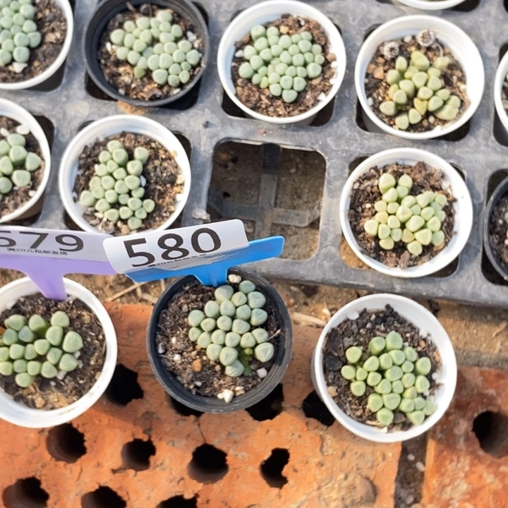 杨***笨生石花等植物的生长580