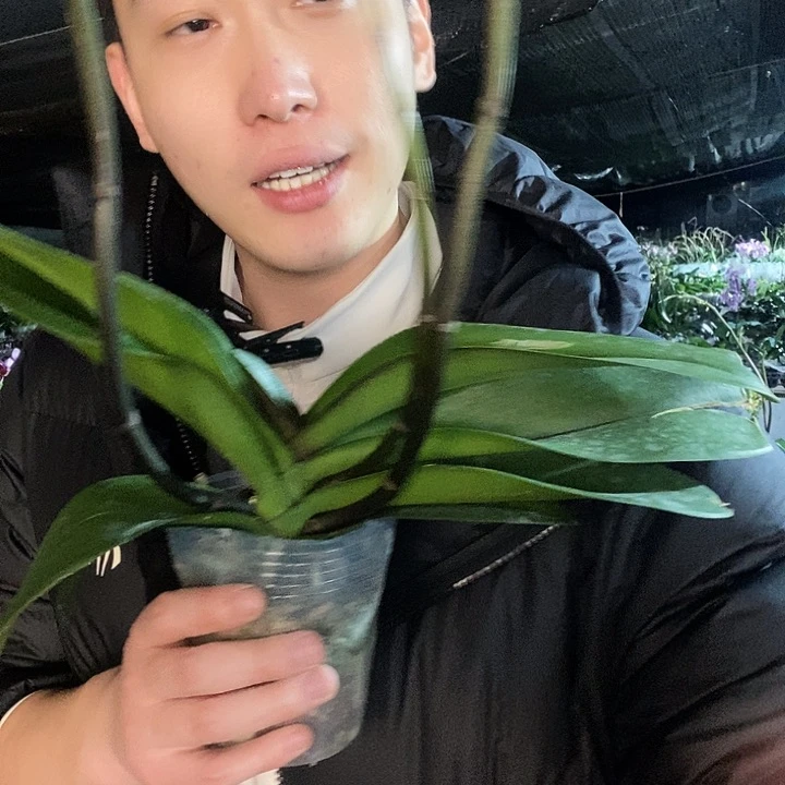 无花朵唯美蝴蝶兰