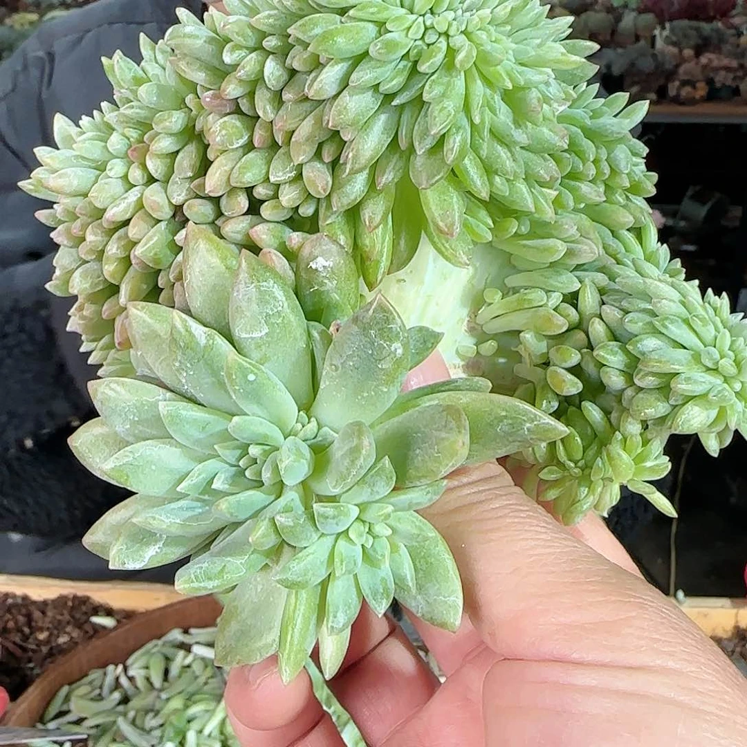 温****。2710号哈里沃森锦缀128     肉