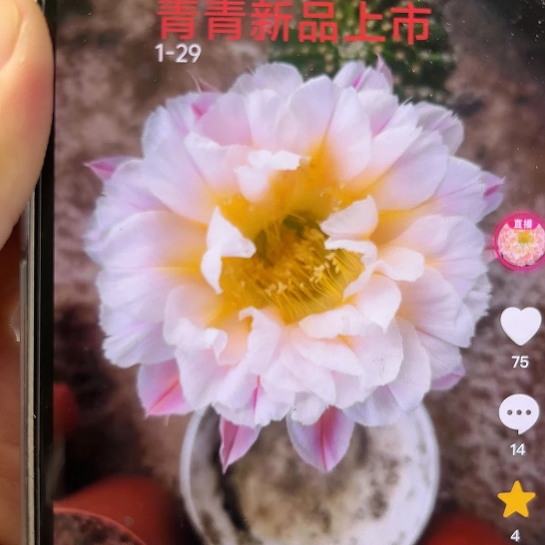 彩草1-29号7-7.5公分左右微瑕