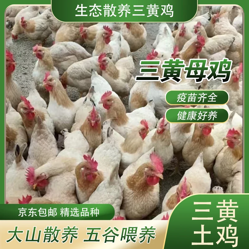 广西三黄鸡，正宗散养土鸡，放养三黄鸡