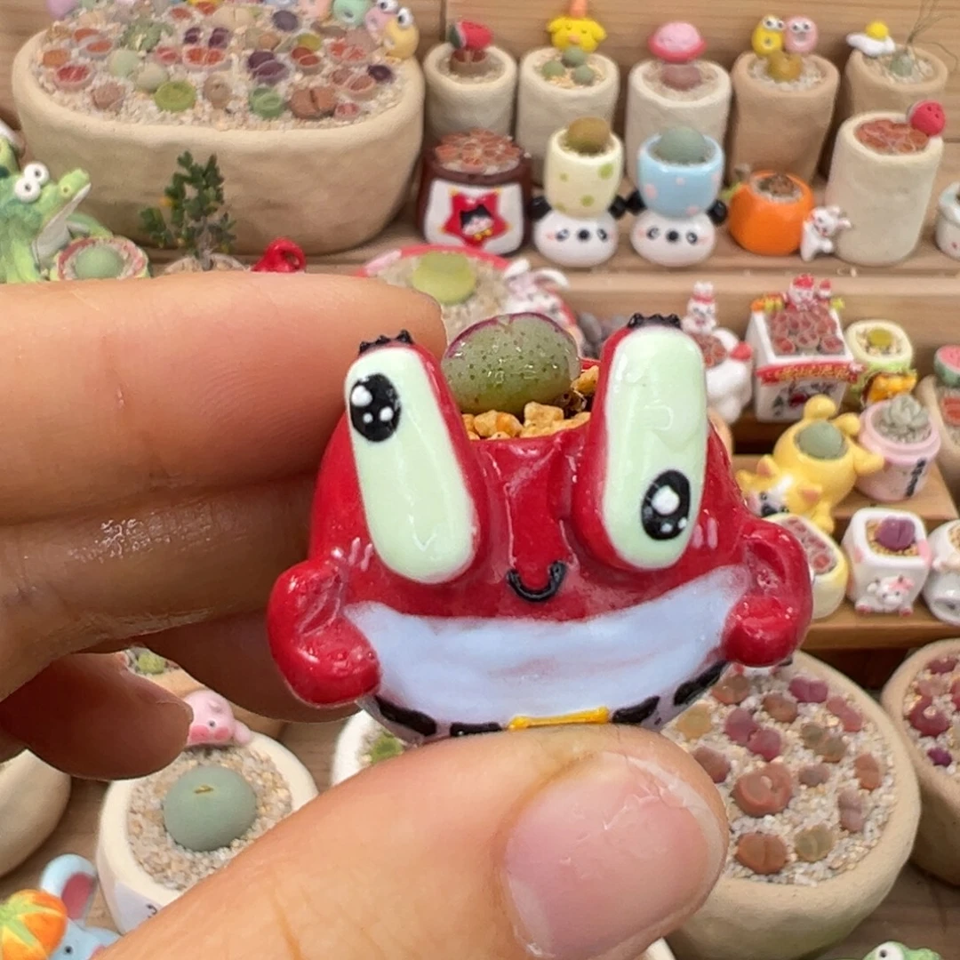 多肉植物98号拇指盆