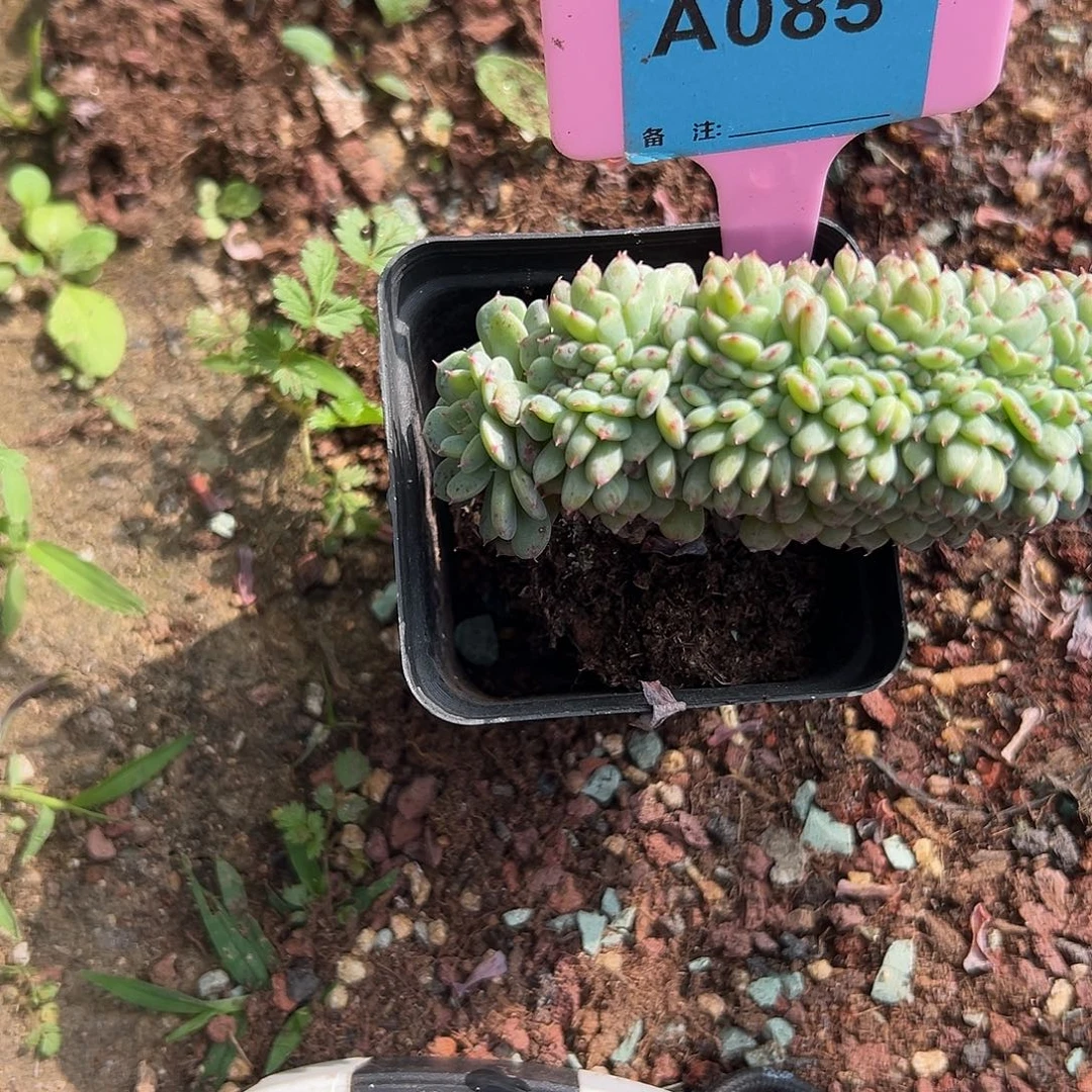 @***5多肉植物一物一拍