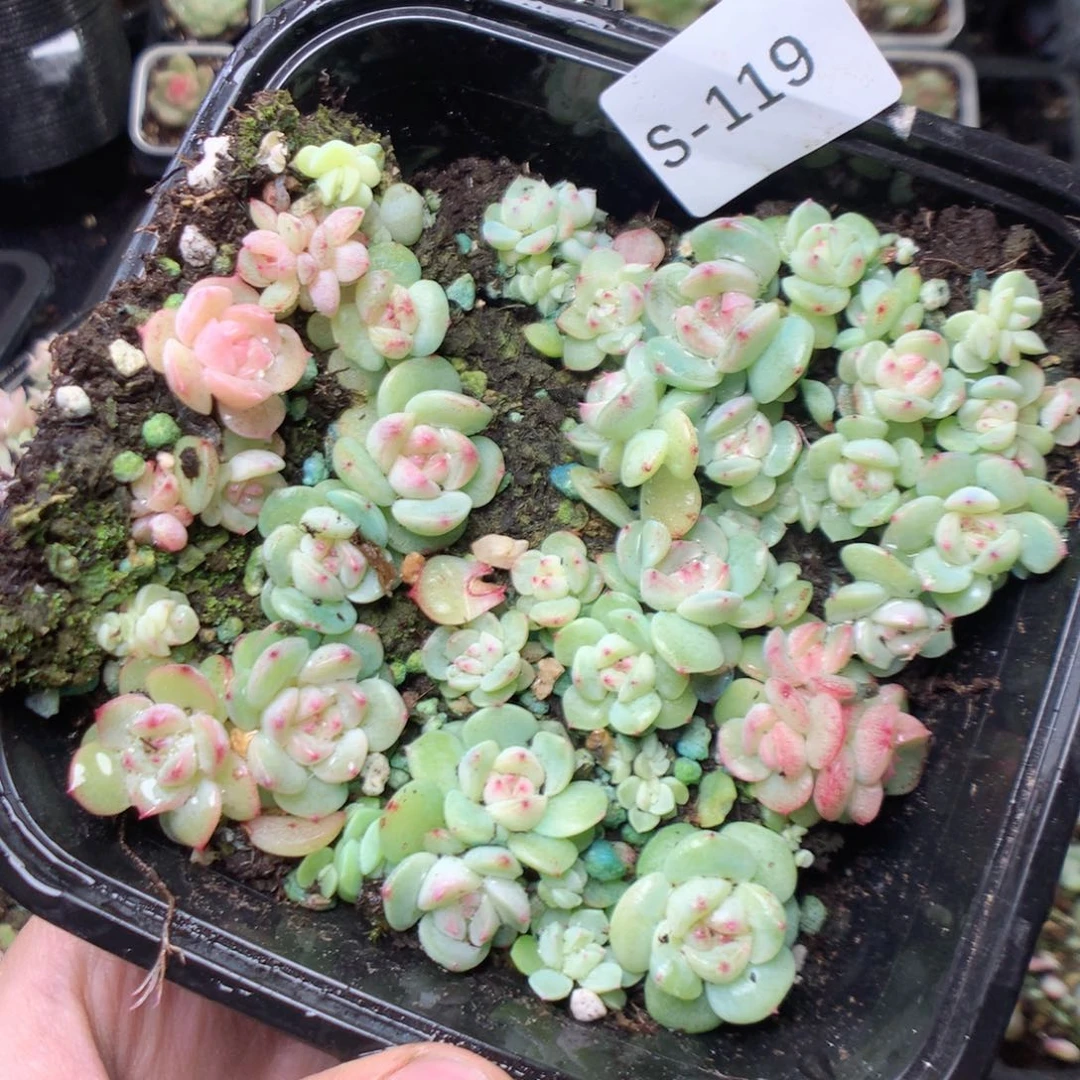 无花朵S119。甜心yyyyyy