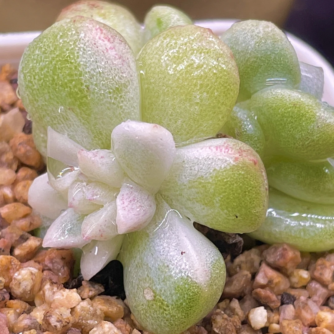 滨哥多肉，冰玉白锦双头