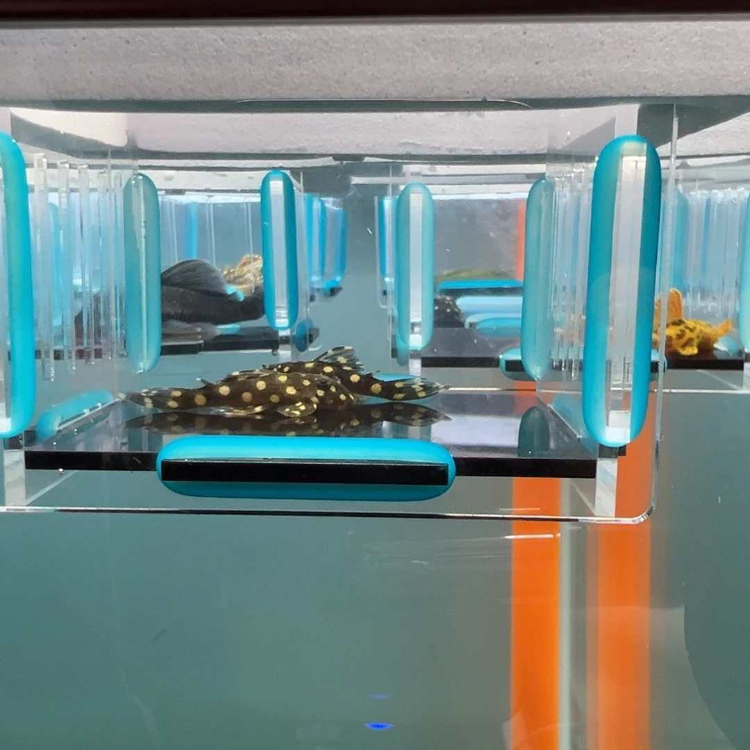 清道夫录完整开箱视频、入缸后不包损3.5-4