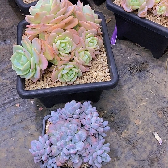 漠*多肉植物群二个