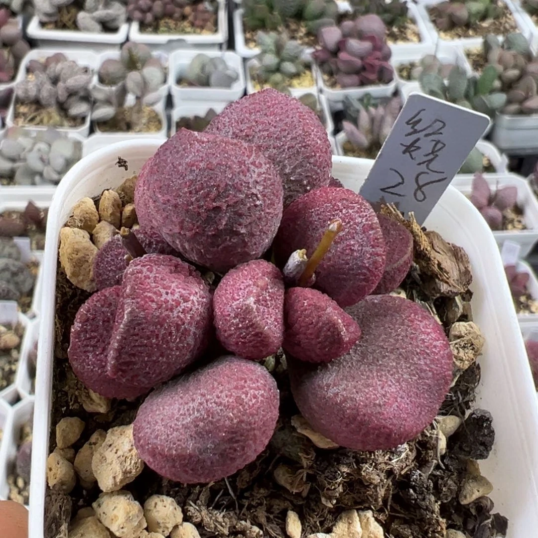 红烧肉多肉植物水泡