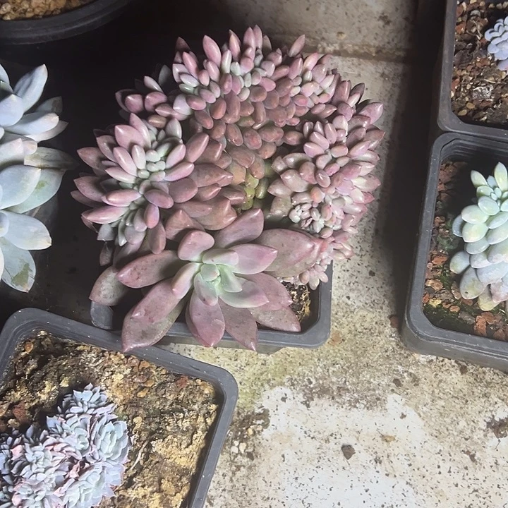 桃花源群生缀化多肉