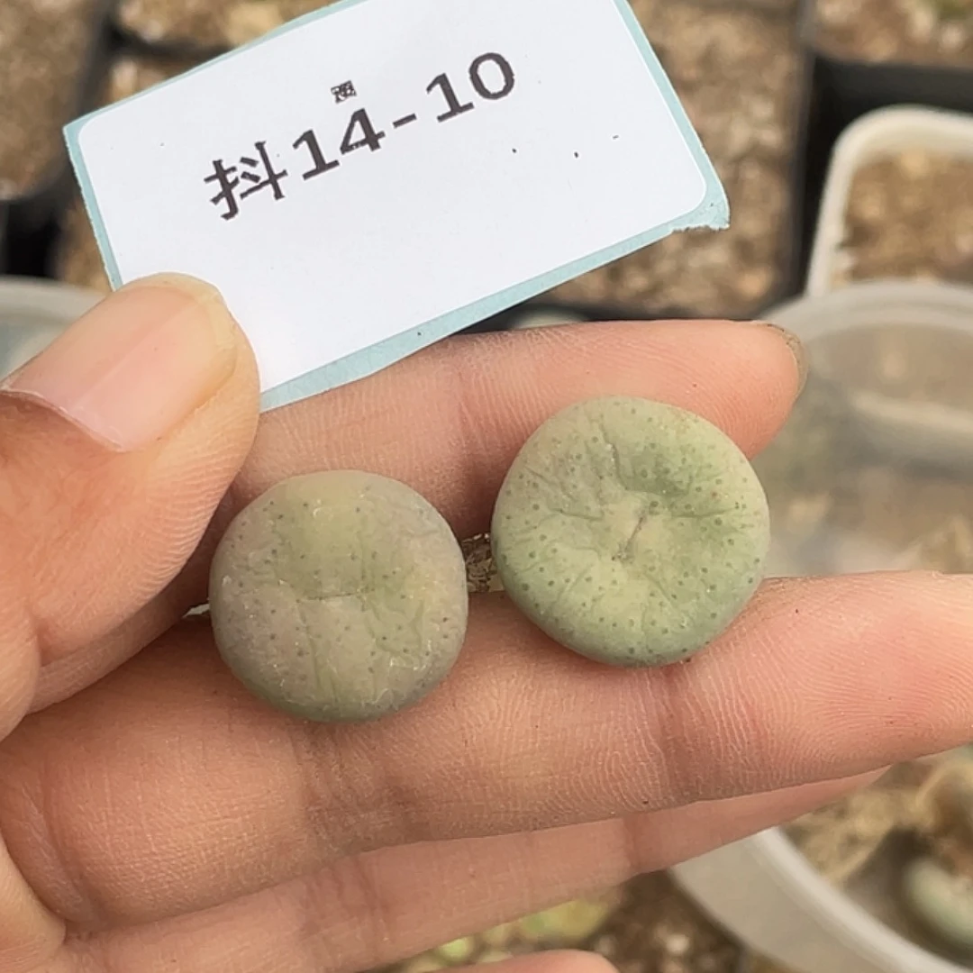 ?****y14-10肉锥多肉植物