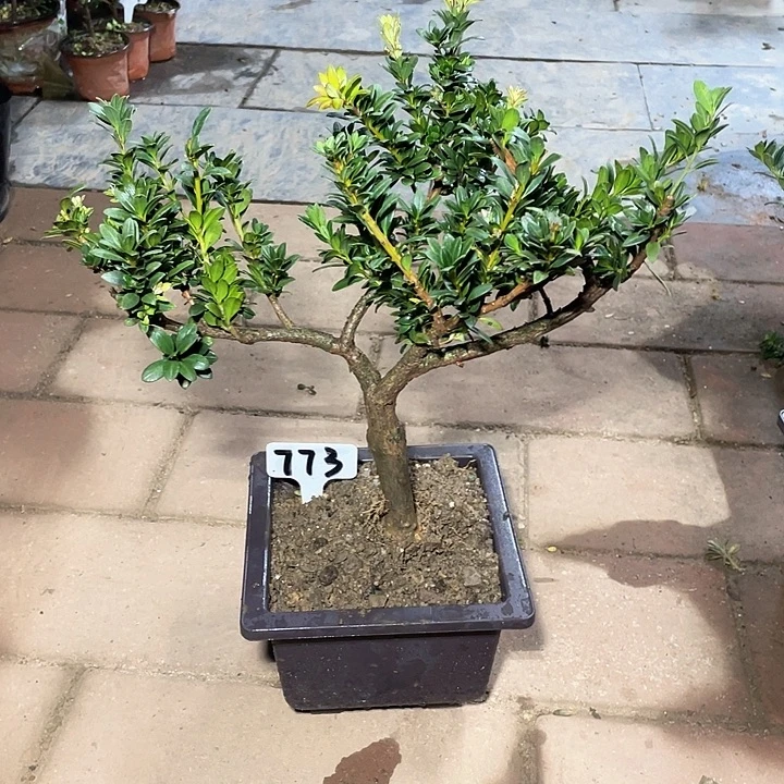 黄***祥以实际为准罗汉松773