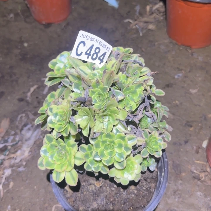 白兰地……多肉植物的