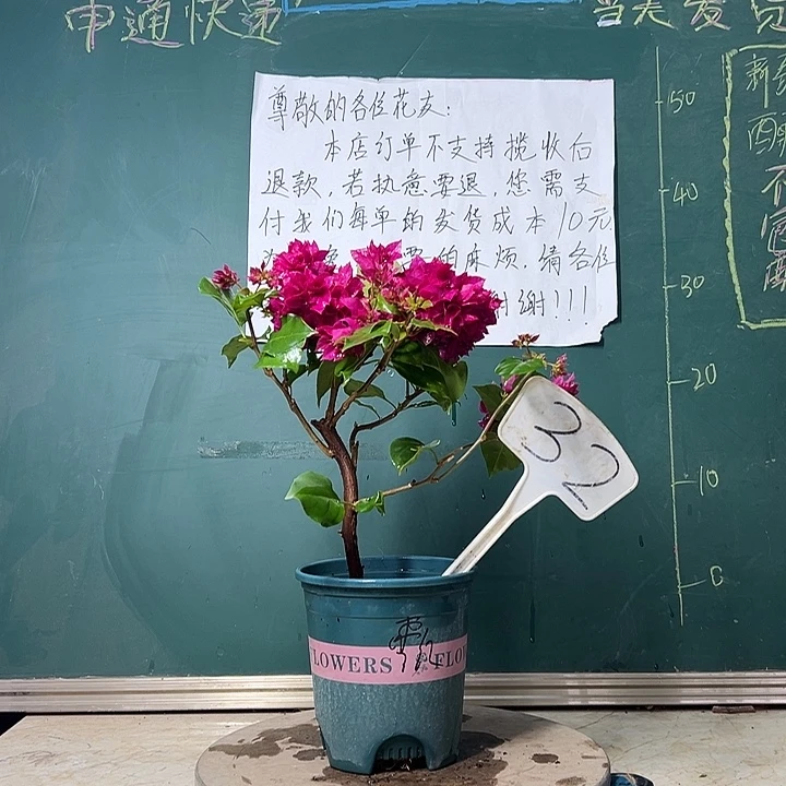 完全开放 重瓣枣红  32