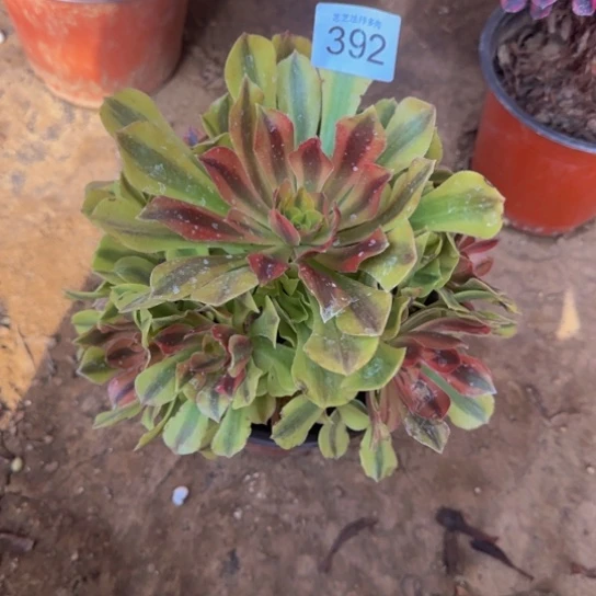 诚***麻洛神法师4号棚392