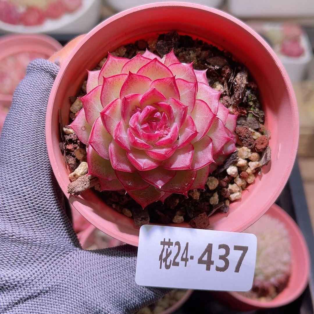 花24-437女王不包整